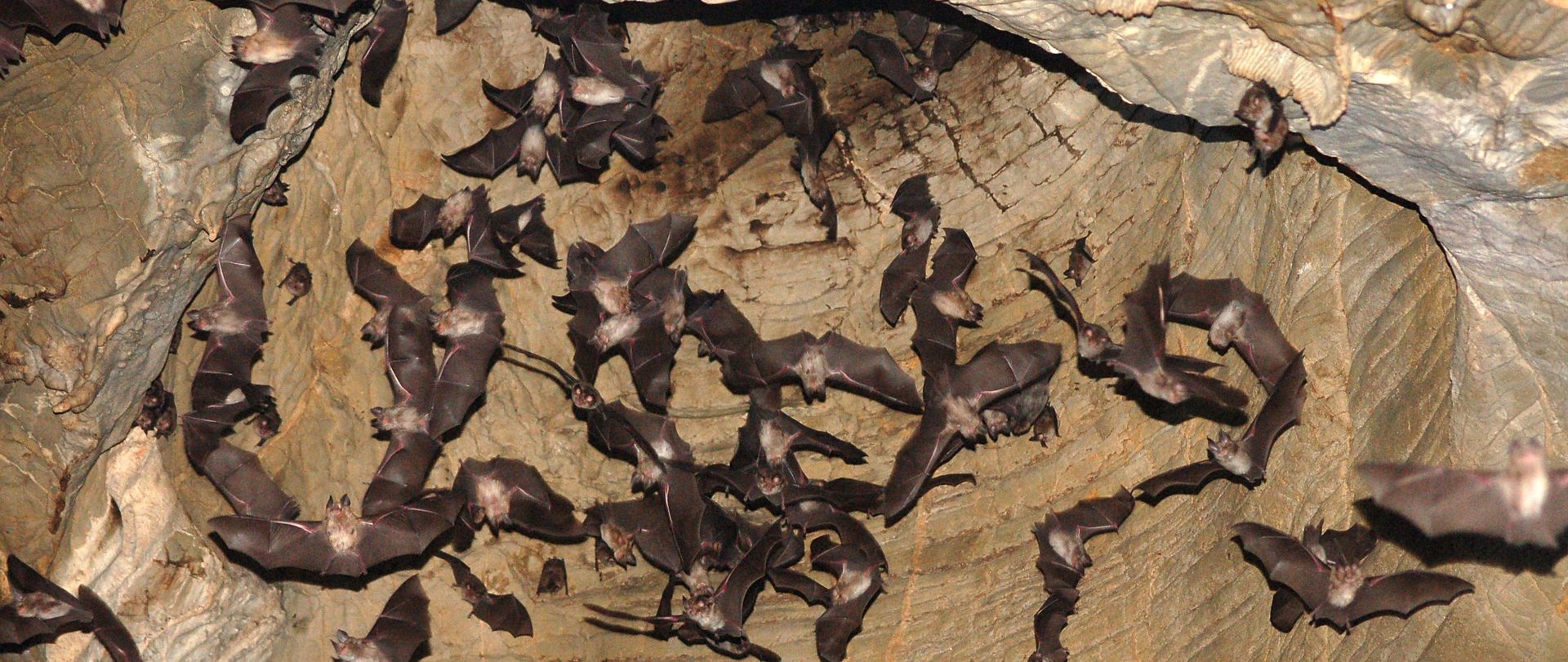 Oglejte si<br>največjo porodnišnico<br>netopirjev v Sloveniji!
